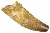 Fossil Spinosaurus Tooth - Real Dinosaur Tooth #344376-1